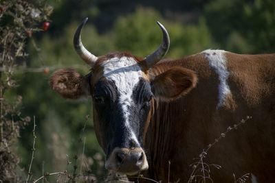 Close-up of a cow standing on the field