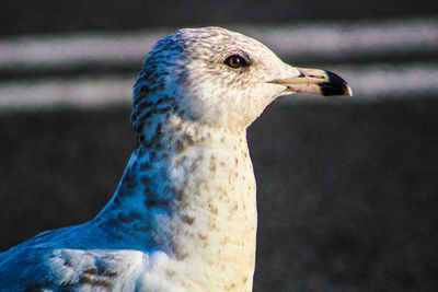 Close-up of eagle