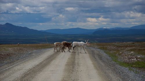 Horses on road against sky