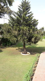 Palm trees on field against sky