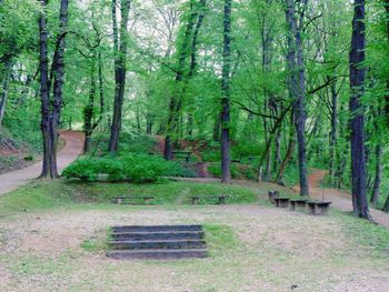 Trees in forest