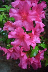 Close-up of wet pink flowers