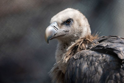 Close-up of eagle