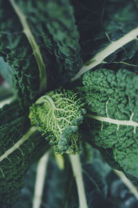 Close-up of vegetables on plant