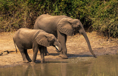 Full length of elephant drinking water