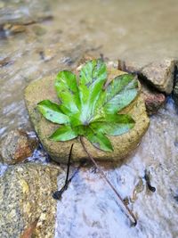 High angle view of water on rock