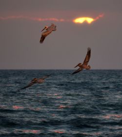 Bird flying over sea against sky during sunset
