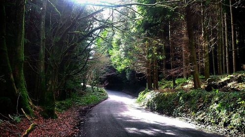 Empty road in forest