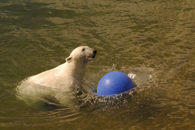 High angle view of polar beer playing with ball in water