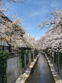 Cherry blossoms in canal against sky