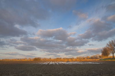 Scenic view of field against sky