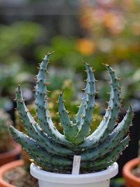 Close-up of succulent plant