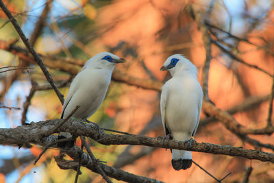 Eye level view of pair bali myna or starling perching on branch with orange leaves background.