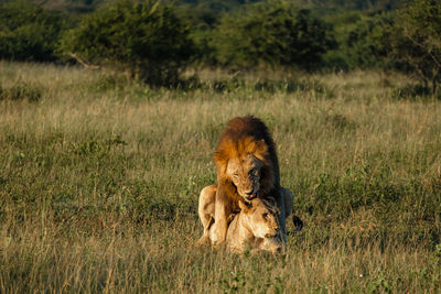 Lioness running on field