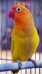 Close-up of parrot in cage