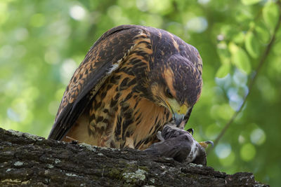 Close-up of owl perching on branch