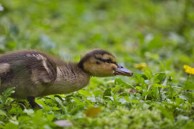 Duckling looking for food amongst flowers 