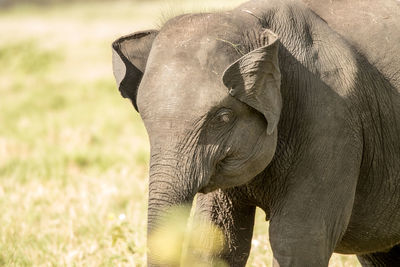 Close-up of elephant