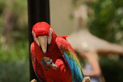 Close-up of parrot perching on leaf