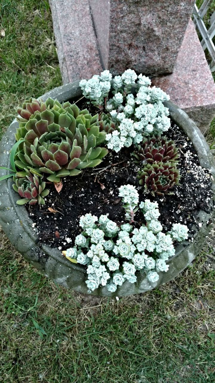 FULL FRAME SHOT OF FLOWERS IN GARDEN