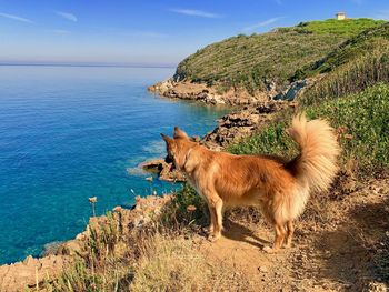 Full length of a horse in the sea