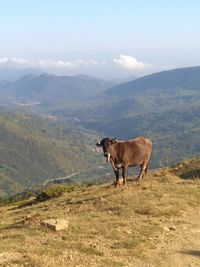 Cow standing on the edge against mountains