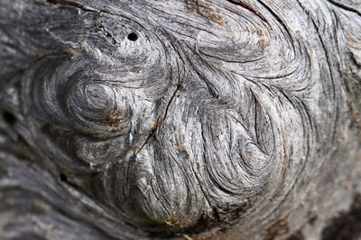 Full frame shot of tree trunk