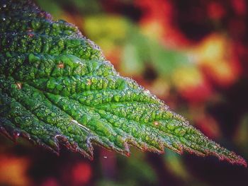 Close-up of wet plant