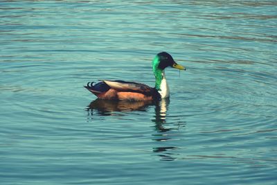 Duck swimming in lake