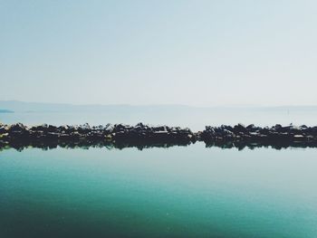 Reflection of trees in water