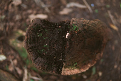 Close-up of tree trunk