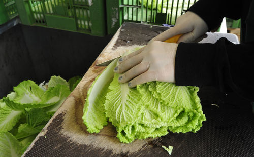 Harvesters at the chinese cabbage harvest, cutting cabbage for packaging and further transportation