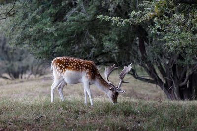 Side view of deer grazing on grassy field in forest