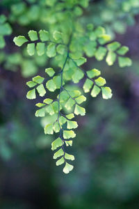 Close-up of green leaves