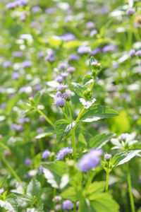 Close-up of purple flowering plant