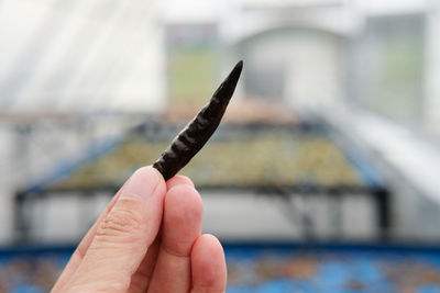 Close-up of hand holding cigarette