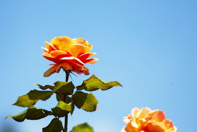 Low angle view of orange flowering plant against clear blue sky