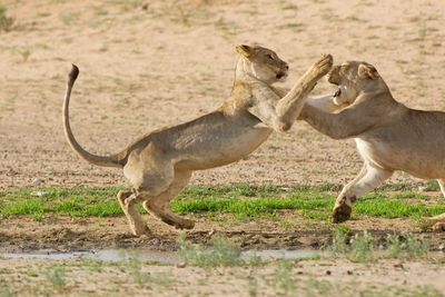 Side view of lions fighting