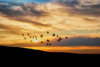 Silhouette birds flying in sky during sunset