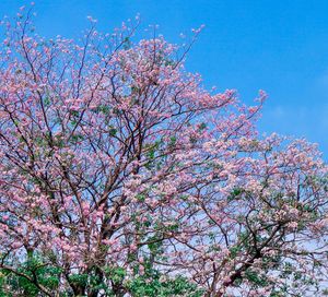 Low angle view of pink flowering tree