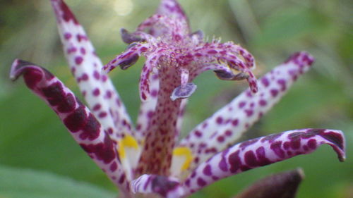 Close-up of purple flowering plant
