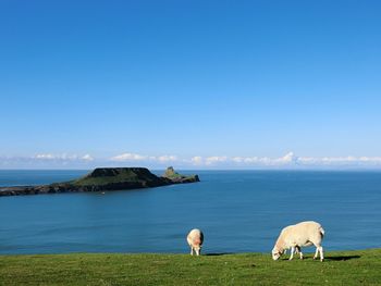 Cows grazing by sea against clear blue sky