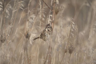 Bird perching on a grass stalk in a field