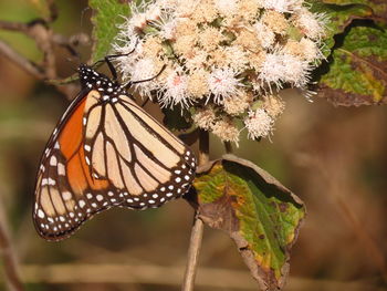 Close-up of butterfly perching on flower