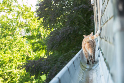 Cat walking on pope