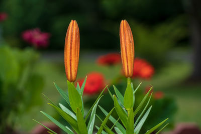 Close-up of flowering plant