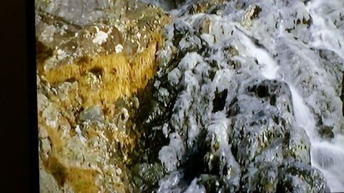 Close-up of jellyfish swimming in water