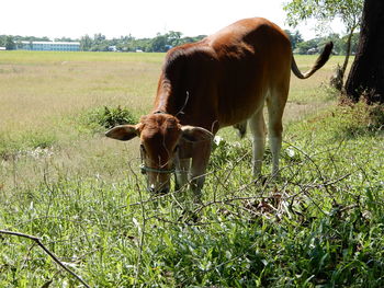 Cow grazing in a field in myanmar.