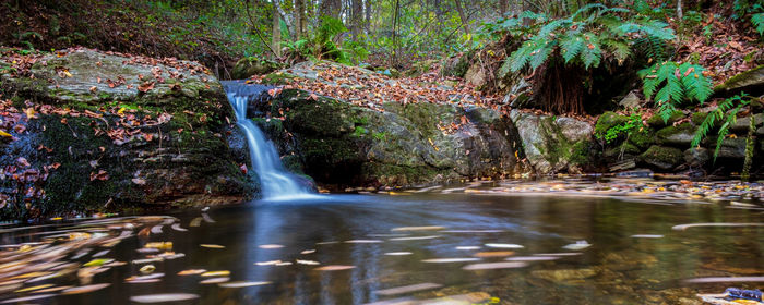 Scenic view of waterfall in forest