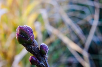 Close-up of purple flower